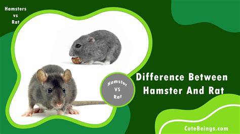 What Is The Difference Between Hamster and Rat? Let’s Discuss - Cute Beings