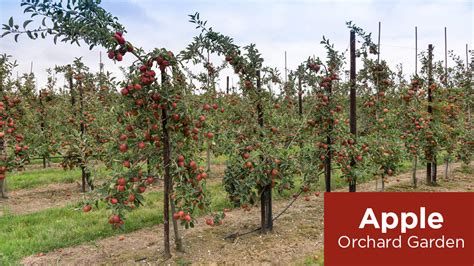 What is Orchard Farming, Types and Importance