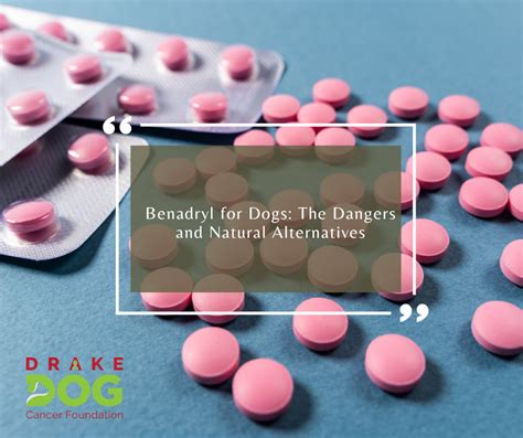 Alternatives to Benadryl for Dogs – Drake Dog Cancer Foundation