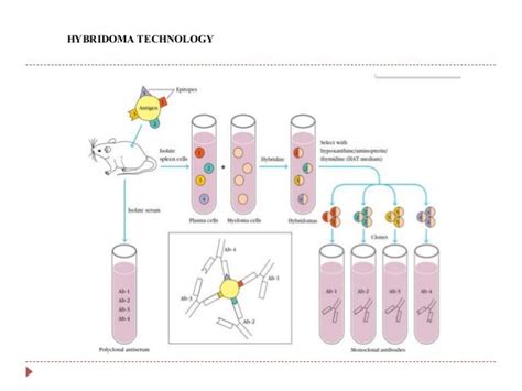 MONOCLONAL ANTIBODIES-HYBRIDOMA TECHNOLOGY-APPLICATIONS