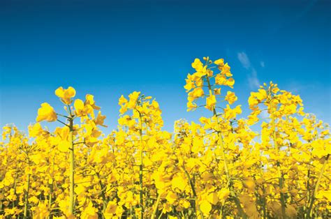 New canola varieties for 2017 - Grainews