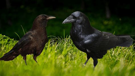 Raven Vs Crow: Do You Know The Difference? | IFLScience