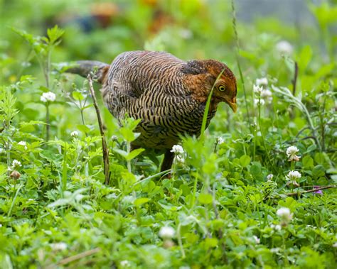 The Golden Pheasant - 10,000 Birds