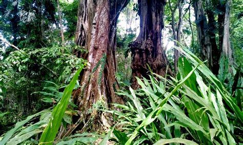 Cahuita National Park – ASTONISHING LIFE