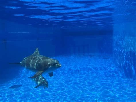 Marineland Photos - Featured Images of Marineland, FL - TripAdvisor