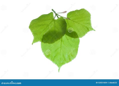 Linden leaves stock photo. Image of isolated, linden - 53551604