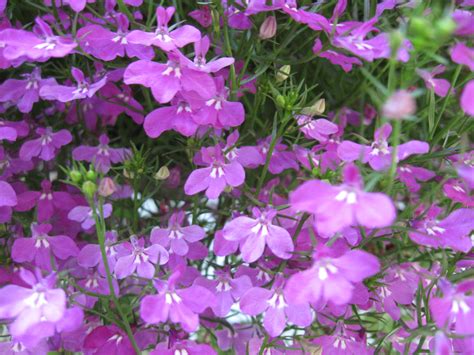 File:Purple flowers 052708.jpg - Wikimedia Commons