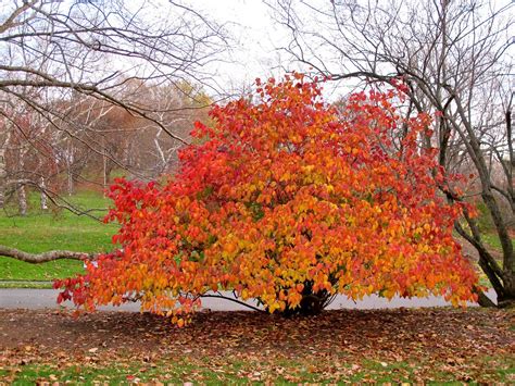 Climate change research in partnership with Thoreau: Monitoring leaf ...