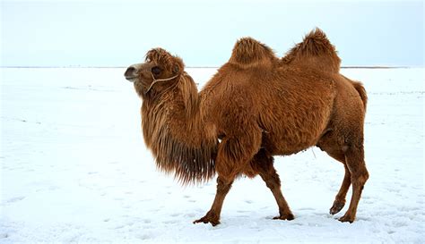 Might Camels Belong on North American Farms? - Hobby farms