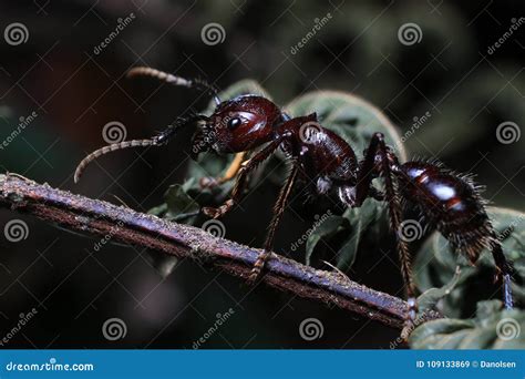 Bullet Ant, Real Killer Insect with Extremely Potent Sting Stock Image - Image of rainforest ...