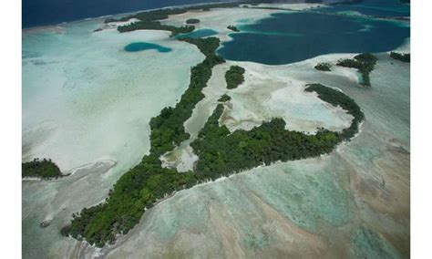 Study shows 5,000 percent increase in native trees on rat-free Palmyra Atoll