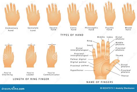 Names of the Fingers stock vector. Illustration of palmistry - 82247573