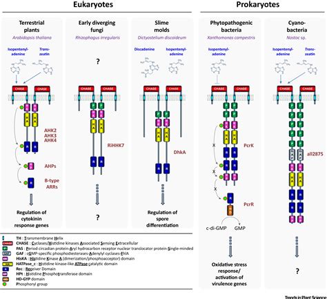 CHASEing Cytokinin Receptors in Plants, Bacteria, Fungi, and Beyond: Trends in Plant Science