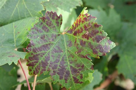 WSU’s Voice of the Vine- What’s That Smell, Leafroll, Wine Center | College of Agricultural ...