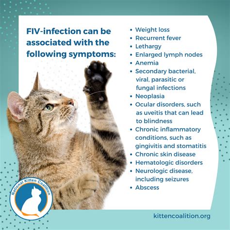 Understanding Feline Immunodeficiency Virus (FIV): Phases and Symptoms - National Kitten Coalition