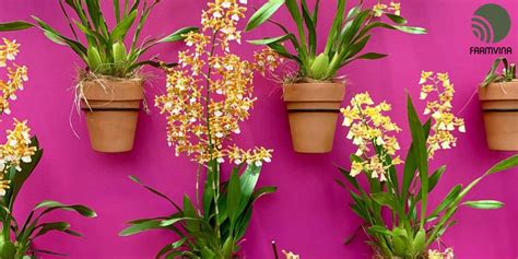 Miniature Orchids: What you need to know | Farmvina