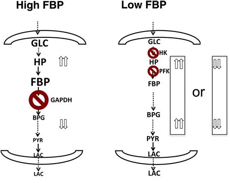 Quantitative determinants of aerobic glycolysis identify flux through ...