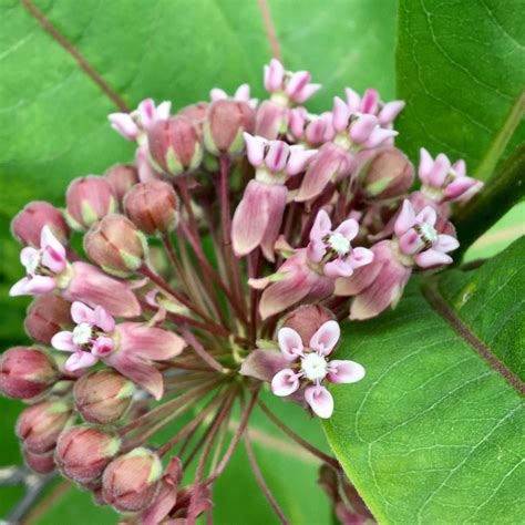 Wild edible: Common Milkweed – Seashore to Forest Floor