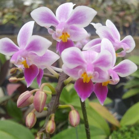 We love our #orchidspecies ! #Phalaenopsis equestris A small sized ...