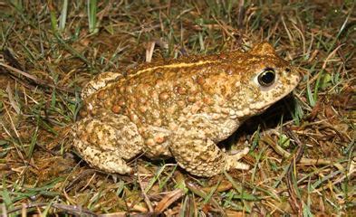 Denbighshire Countryside Service - Natterjack toad