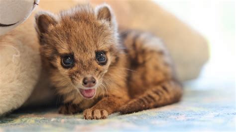 New baby animals born at Nashville Zoo