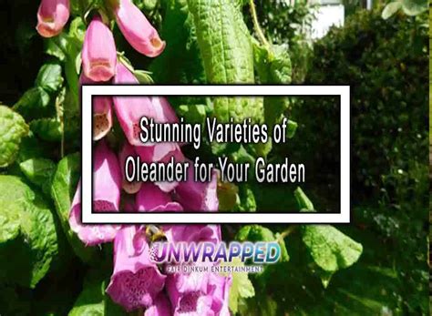 Stunning Varieties of Oleander for Your Garden
