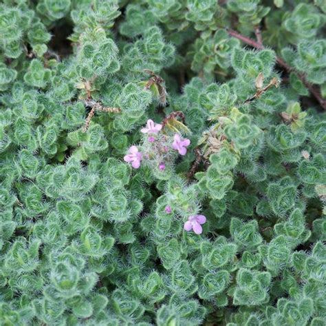 Woolly Thyme Herb | Star Nursery Garden and Rock Centers