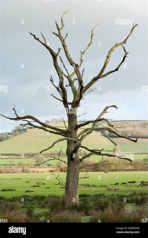 Phytophthora ramorum maladie soudaine du chêne dans le chêne Photo Stock - Alamy