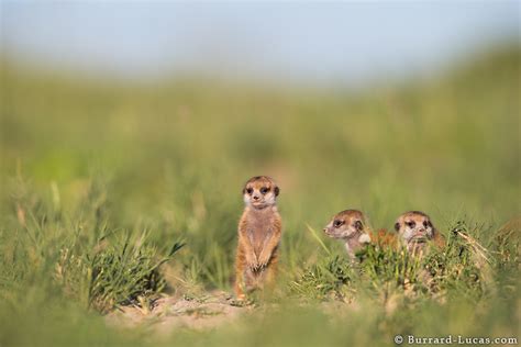 Photographing Meerkats - Will Burrard-Lucas Blog