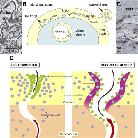 Villous and extravillous trophoblast in the placenta of human and great... | Download Scientific ...