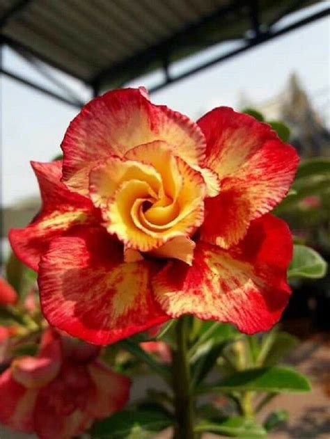 4 Rare Red Orange Desert Rose Seeds Adenium Obesum Flower | Etsy | Rose seeds, Desert rose plant ...