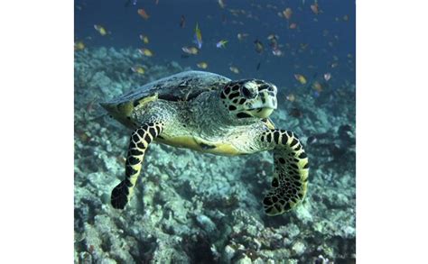 A visit to the Kosgoda Turtle hatchery in Bentota | Cinnamon U