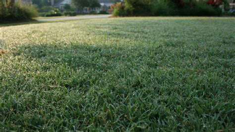 Popular Bermuda Grass Varieties in Florida | Sod Solutions