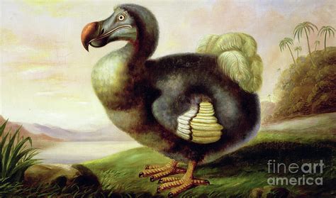 Study of a Dodo Painting by F Hart - Fine Art America