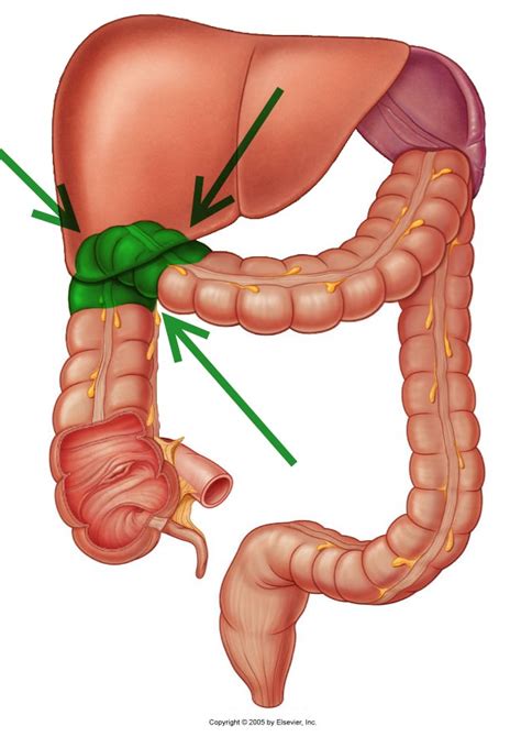 Level 39 - Durham University Medicine (Year One), - Memrise