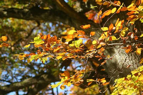 Fall foliage,yellow,leaves,free pictures, free photos - free image from ...