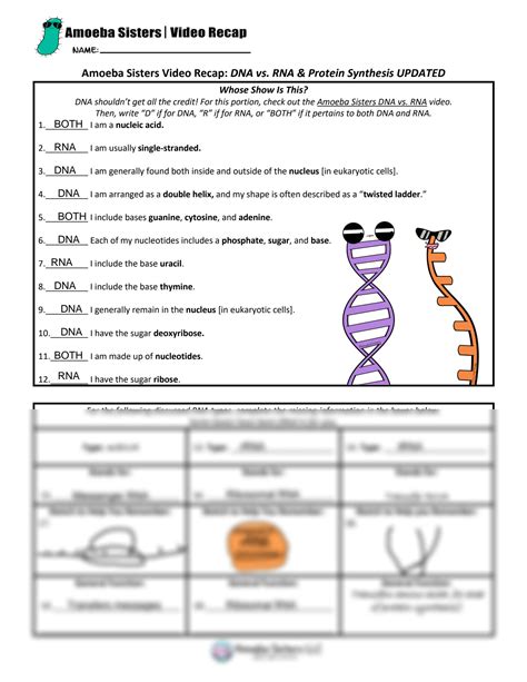 SOLUTION: Dna vs rna and protein synthesis updated recap by amoeba sisters - Studypool