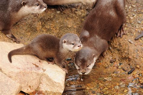 Adorable Photos of Baby Otters That'll Make Your Day Better | Reader's ...