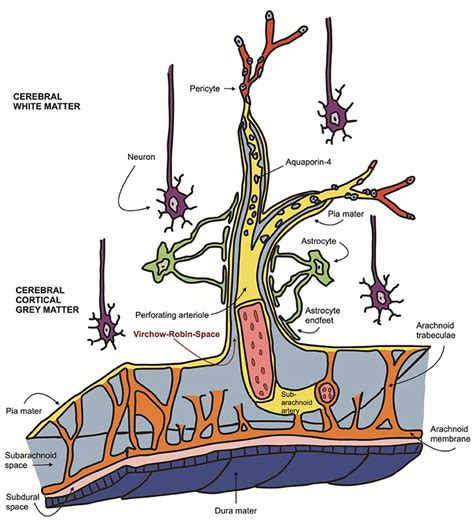 Frontiers | Dilated perivascular spaces can present incidental CSF-isointense foci within the ...