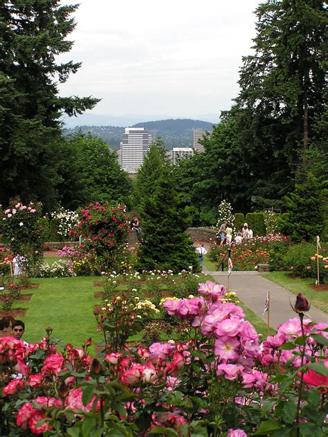 Rose Garden Portland Events Calendar - Haily Jolynn