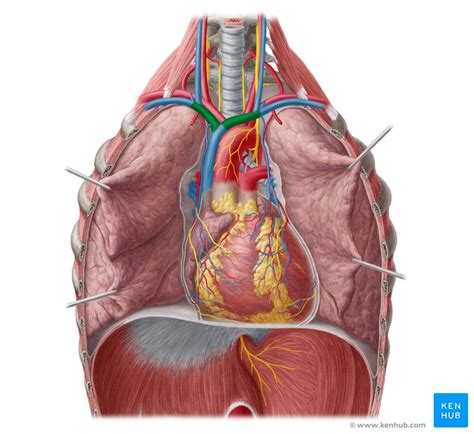 Brachiocephalic Trunk Teach Me Anatomy / What does brachiocephalic ...