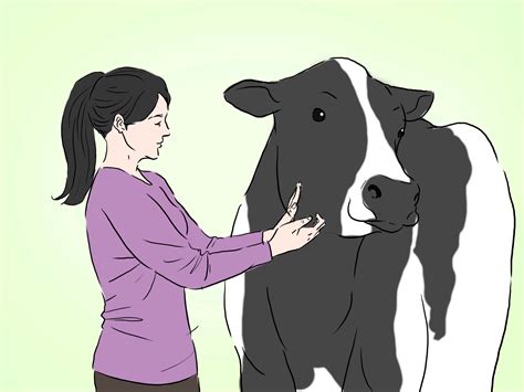 How to Identify Holstein Cattle: 4 Steps (with Pictures) - wikiHow