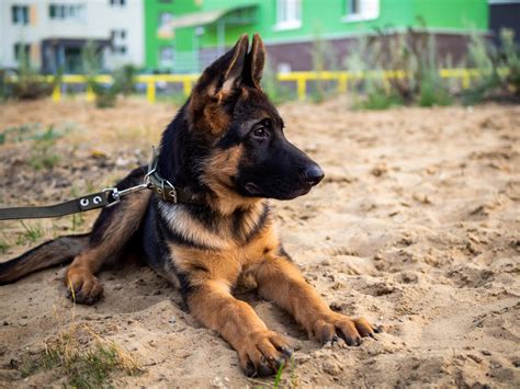 German Shepherd Puppy Socialization: A Beginner’s Guide - German Shepherd 101