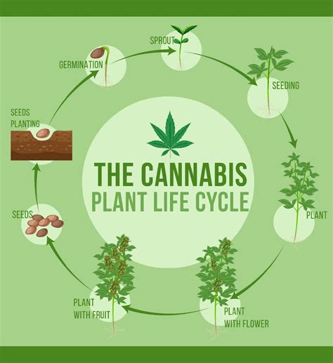 Cannabis plant life cycle 7092881 Vector Art at Vecteezy