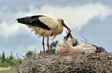 Stork Symbolism: Spiritual Meaning, Totem, Spirit, & Omens