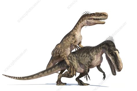 Monolophosaurus dinosaurs mating - Stock Image - C026/5547 - Science Photo Library