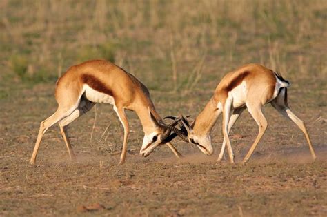 Springbok | mammal | Britannica