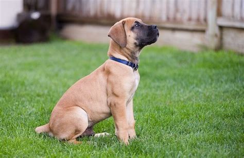 Boerboel Dog: What You Should Know About South African Boerboels | All Things Dogs