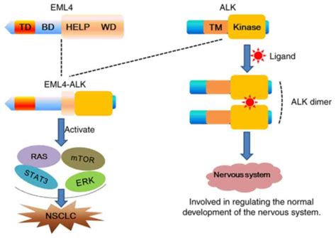 EML4‑ALK fusion gene in non‑small cell lung cancer (Review)