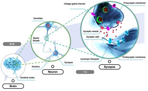 The schematic diagram for biological synapses, which consist of the... | Download Scientific Diagram